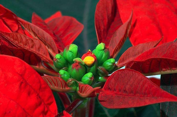 Photo (c) André Karwath