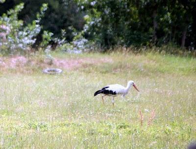 Promenade dans les Marais Audubon .