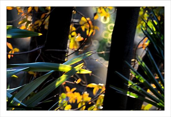 Philippe Ibars Dans les Jardins dela Fontaine IBA_8003.jpg