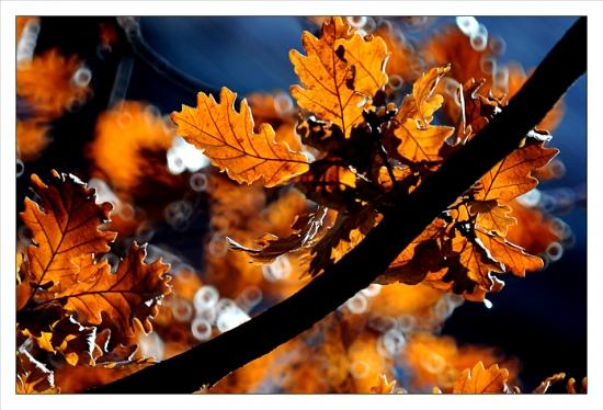 Philippe Ibars Dans les Jardins de la Fontaine  IBA_8838.jpg