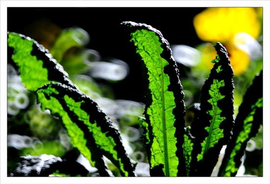 Philippe Ibars Dans les Jardins de la Fontaine  IBA_8819.jpg