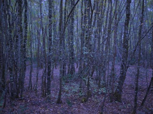 Le dernier livre d’Agnès Desarthe est...