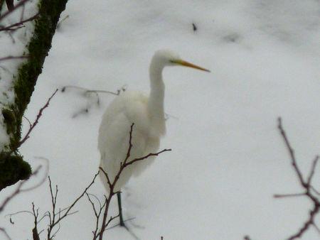 heron_blanc4