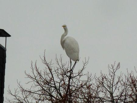 heron_blanc2