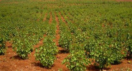 Jatropha : le biodiesel de demain des pays en voie de developpement (Indes, Bresil ... )
