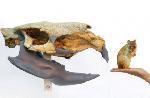 fossile de rat qui pouvait peser une tonne