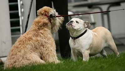 dog face-off