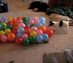 vidéo chien ballons éclater