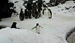 happy-pingouin.jpg