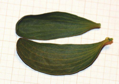 viscum feuilles près 1 jan 2011 043.jpg