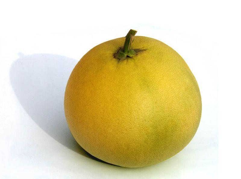 Pomelo ブンタン c; x Paradisi Thai Chandler