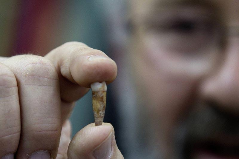 Huit dents d'un Homo sapiens de 400.000 ans, soit 200.000 ans de plus que ceux connus jusqu'à présent, ont été découvertes en Israël, par l’équipe de Avi Gopher de l'Institut d'études archéologiques de l'Université de Tel-Aviv. Elles pourraient constituer les premières traces de l'Homo sapiens.