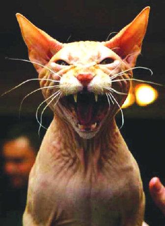 Pas de bonnes résolutions pour moi (+ invitation VP comptoir des cotonniers inside)