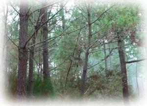 Risotto-thérapie avec de vrais morceaux de forêt dedans