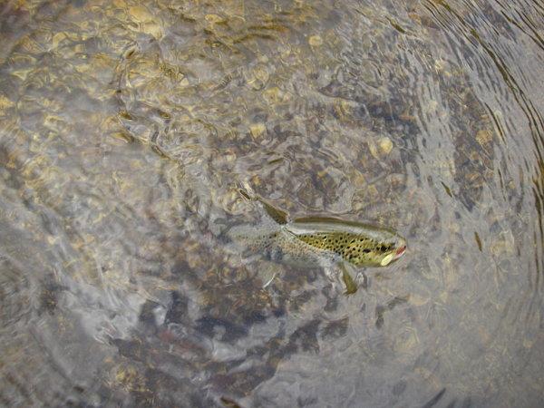 LES PENSÉES DE PASCAL / PASCAL’S PENSÉES