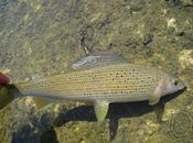 pensées pascal pascal’s