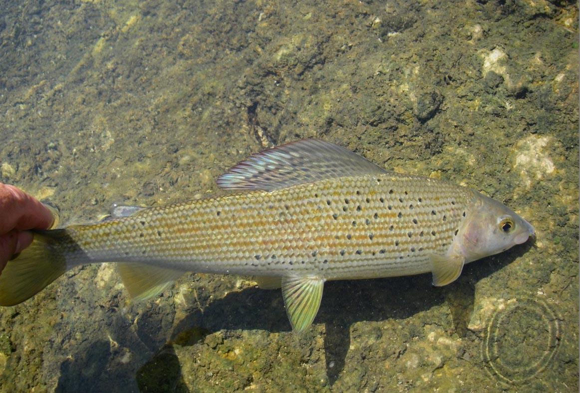 LES PENSÉES DE PASCAL / PASCAL’S PENSÉES