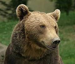 Le Pas de l'Ours: aux origines du nom de ce lieu