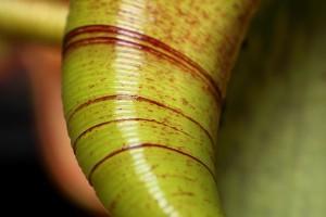 Plantes carnivores Nepenthes : Le péristome