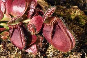 Plantes carnivores : Tout sur Cephalotus follicularis
