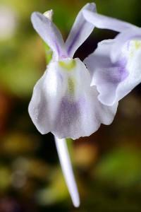 Plante carnivore : Zoom sur Utricularia sandersonii