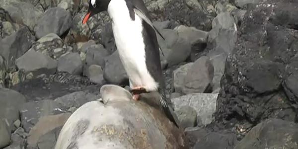 Pingouin confond un phoque avec un rocher