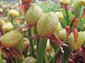 Plantes carnivores Darlingtonia californica dans milieu naturel