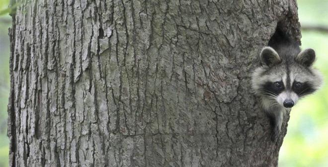 Photos d’animaux 2010