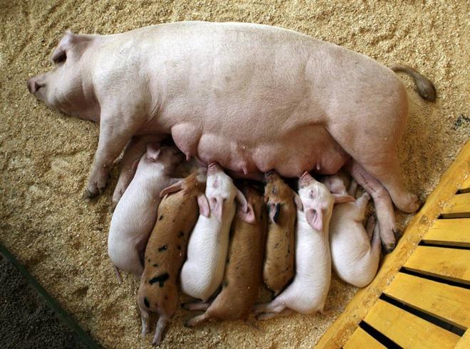 Photos d’animaux 2010