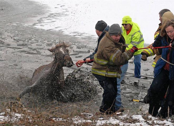 Photos d’animaux 2010