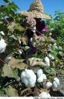 Cotton-Production-Iran
