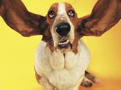 4715 chiens Saint-Maur… propres 2011