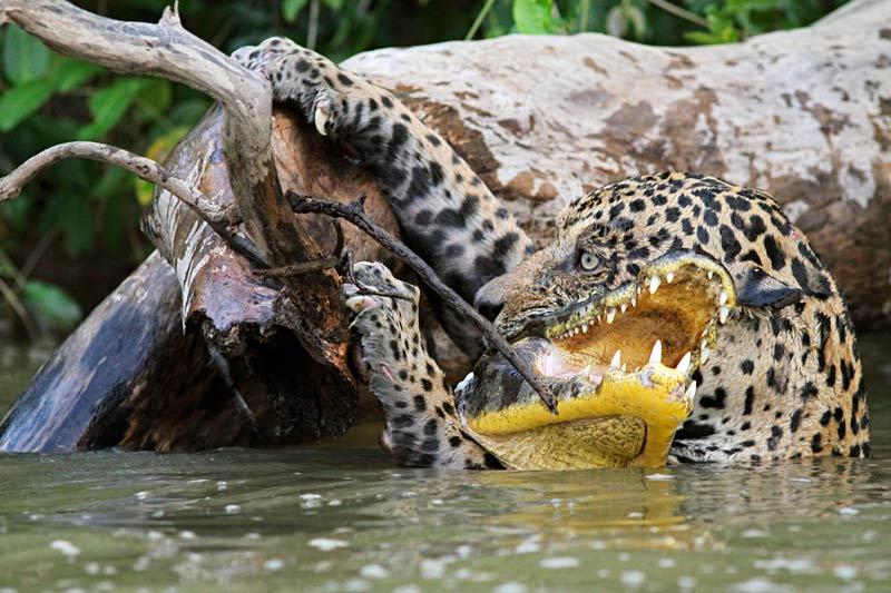 <b></div>TEL EST PRIS...</b> Il n’a eu aucune chance. Malgré sa force, ce crocodile n’a pas pu résister à la férocité du jaguar affamé. Particulièrement éclectique dans son menu, ce dernier se nourrit plutôt de proies de taille moyenne mais ne dédaigne pas le crocodile. D’un mouvement précis et puissant, en une fraction de seconde, la mâchoire béante du félin tacheté se referme sur la nuque du saurien, qui se débat désespérément dans un jaillissement d’eau. La scène ne s’arrête pas là. Le jaguar doit désormais atteindre la terre ferme, trois mètres au-dessus. Agrippant de ses pattes avant les racines d’un arbre mort, l’animal, lesté de sa proie, disparaîtra ensuite dans la forêt du Pantanal, au Brésil.. 