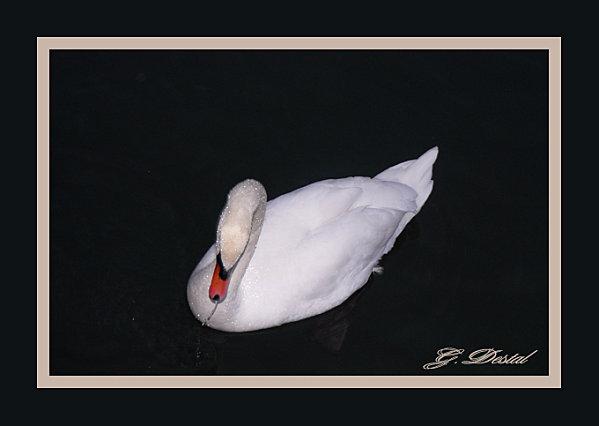 P1080147CYGNE 2 copie