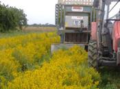 Toiles Mayenne lance collection Tissage teinture 100% végétal