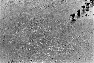 Pierrot Men ou Madagascar en images