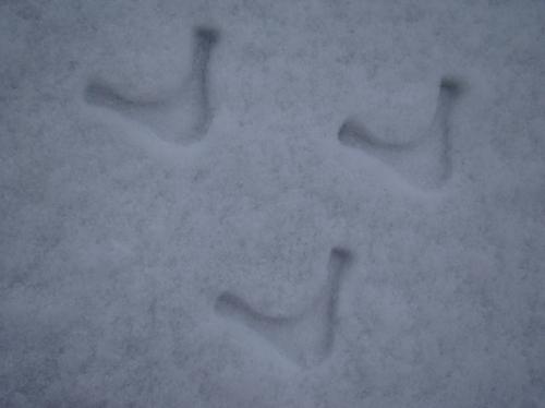 Abominables créatures …