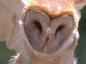 chouette effraie