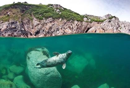 Un calendrier pour la sauvegarde des espèces marines