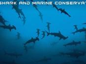 calendrier pour sauvegarde espèces marines