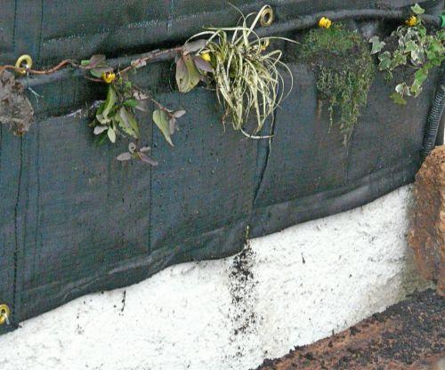Mise en place des plantes sur le mur végétal : contraintes !