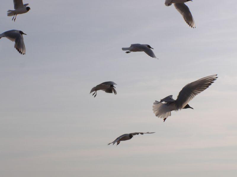 On fixerait l’oiseau son violent vol immobile en plein coeur (Jean-François Mathé)