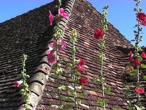 Des roses sur le toit (Jean-François Mathé)