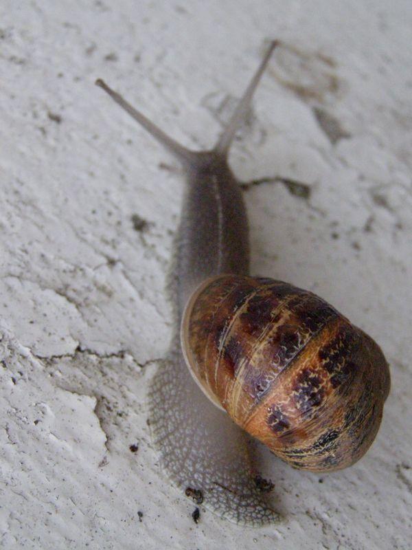 La pluie (Jean-Baptiste Besnard)