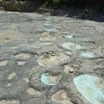 Marcher dans les pas des dinosaures