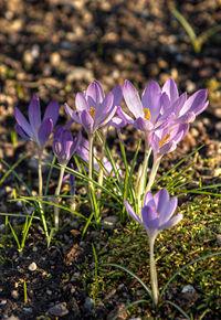 Crocus tommasinianus LC0031