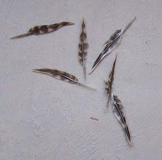 Voeux reçus 2011 - 2.