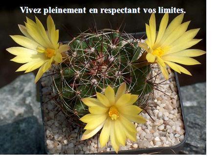 Un partage merveilleux à faire circuler astuces2011__33