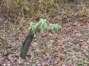 Vraiment caduc buddleia
