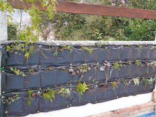 Le mur végétal en plantes !